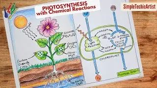 Process of Photosynthesis Diagram Drawing CBSE || Easy Way || Labeled Science Project