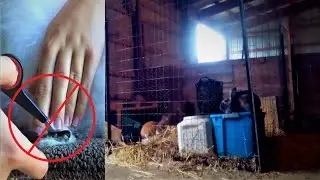 Why I NEVER Have to Clip my Colony Rabbit's Nails / A BIG Pro of Colonies That People Don't Tell You