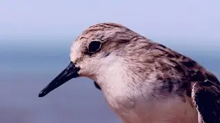 Battling Bird Flu: Saving Wild Birds and Humans - Project by EAAFP, 2016