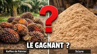 Raffles de Palmier vs Sciure : Quel est le substrat le plus rentable pour vos Pleurotes ?