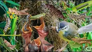 Baby Birds Hatching To Leaving The Nest In 5 Minutes!#babybird #wildlife #automobile