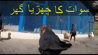 1st Largest Zoo in Swat | Very Expensive Bird |