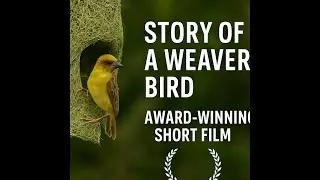 Story of a Weaver Bird | Award-Winning Short Film (6 Film Festival Official Selections)