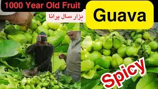 Special Tasty Masala Guava Fruit  | امرود | Street Food Of Pakistan