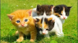 Happy Kittens on the Grass – Playtime Bliss with Puppies, Bunnies, Calves & Mice!