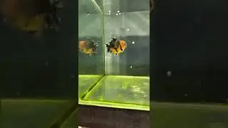 fancy quality Oranda Tiger 9 cm#ikanmaskoki #aquarium #ikanhiaskoki #ost #goldfish @Yhoni36