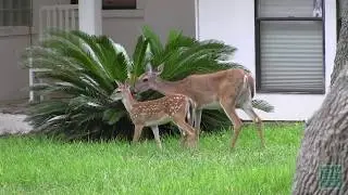 Too Many Deer? - Tips From a Wildlife Biologist