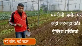 यूपी में पथरीली जमीन पर लहलहा रही हैं विदेशी  सब्जियां, नई सोच की नई पहल  