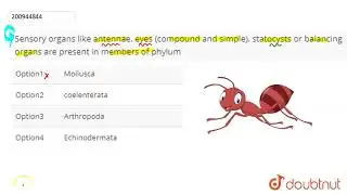 Sensory organs like antennae, eyes (compound and simple), statocysts or balancing organs are pre...