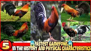 5 САМЫХ БЫСТРЫХ КУРИЦ В ИСТОРИИ И ФИЗИЧЕСКИЕ ХАРАКТЕРИСТИКИ.