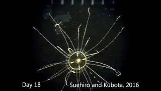 Movements of tentacle tips of Gonionemus sp.　カギノテクラゲ属の1種の触手先端部の運動
