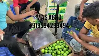 LEMON Packaging for EXPORT