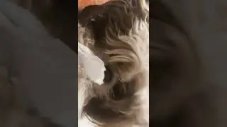 cute little oreo shih tzu dog playing #OREOFAM