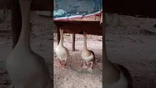 #birds #funnyanimals #nature #video #lovely #enjoy #nice #funny #wonderful
