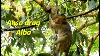 Adorable baby Alba still hurt on her leg but Ahsa try to pull her off from tree