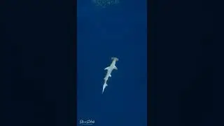 Great Hammerhead Shark #dji #skypixel #hammerheadshark  #drone #magneticisland @DJI