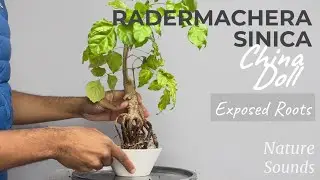 Repotting Exposed Roots Radermachera Sinica, China Doll, Oct2022