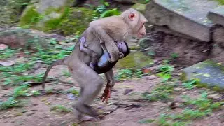 Chery bring baby Elayna from mom Ellen,​ Cute baby wildlife monkey | Baby Fabulous