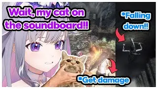 Biboo's Cat Really Knows How to Troll Biboo When She's Streaming!!