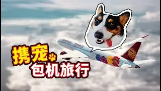 我把狗子带上飞机啦，60多只狗狗包机去三亚〡 小短腿Duby
