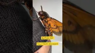 Deaths head hawk moth from the &lsquo;silence of the lambs&rsquo; #hawkmoth #deathshead #moths #buffalobills
