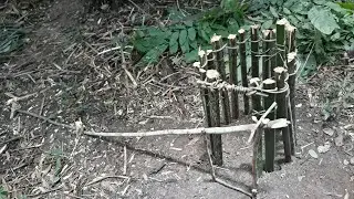 Головоломка-ловушка, чтобы поймать Паку, Агути и Броненосца