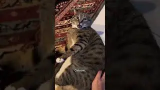 Funny CAT Moments 😂😂 episode 3860 #funnycats #cats #funnyanimals #petsofinstagram