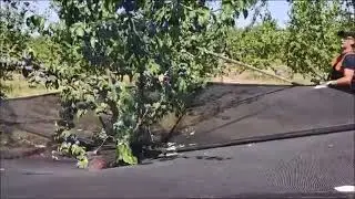 SCUTURATOR POMI FRUCTIFERI  +  DISPOZITIV DE COLECTAT