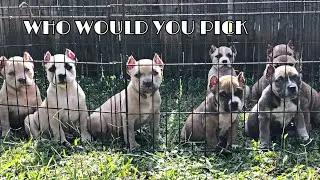 How to pick the best puppy out the litter