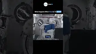 #shorts #didyouknow #instagram #reels #facts  #science #memes #gym #motivation #motovlog #sports