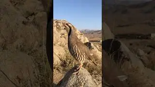 Female Chukar Partridge Singing Beautifully in Nature.