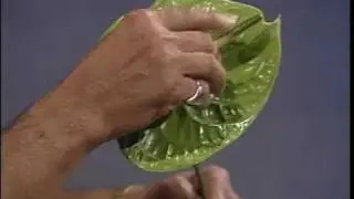 Hawaii Tropical Flowers - Part 2: Care and Handling