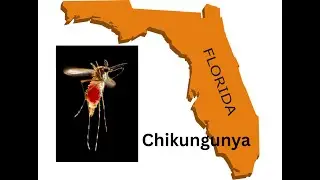 Florida reports 1st local transmission of chikungunya of 2025