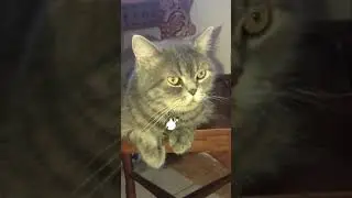 Cute cat grumpy face name Gogy