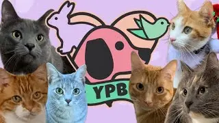 A Day in the Life CAT SITTING | What it's like to be a cat sitter