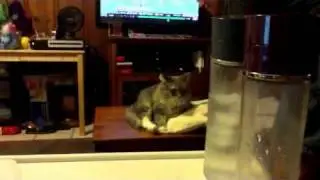 I'm not moving!
