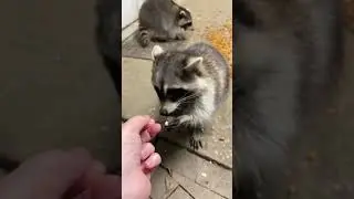 Raccoons take cookies from Beth