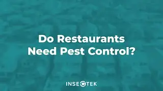 Do Restaurants Need Pest Control?