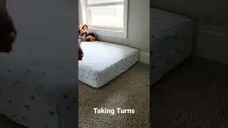 Teaching Dogs to Take Turns for Training #positivereinforcementtraining #dog