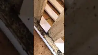 Infestation de punaise de lit &agrave; Paris, Puces ou acarien n'a plus de secret pour nous !