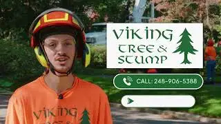 Viking Tree & Stump | Crane-Assisted Tree Removal & Cleanup | Filmed by ChopShop Media