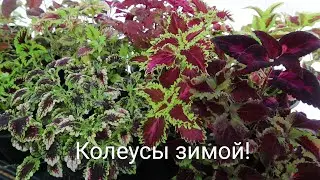 Колеусы зимой в цветочной тепличке, январь 2026 г.!