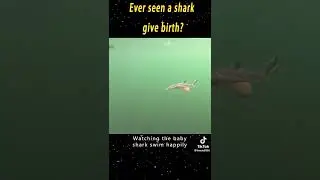 Shark giving birth