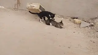 Cat Mating Season Successfully