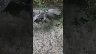 #german #pointer #viralshort #youtubeshorts