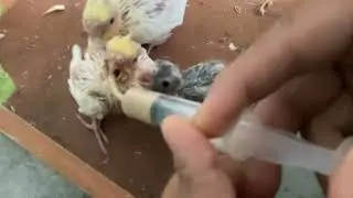 طريقه اطعام افراخ الكوكتيل