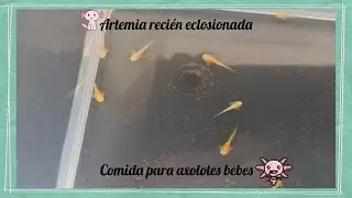 Como eclosionar Artemia/ Comida para las cr&iacute;as de axolote