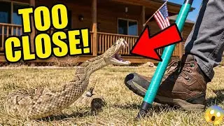 🇺🇸 My Kids were playing here 5 minutes ago... (Massive Rattlesnake in Backyard)