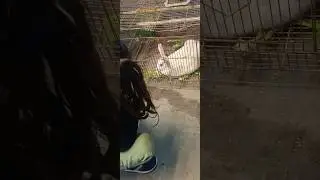 Cute Rabbit🐰 #trending #viral #shorts #short