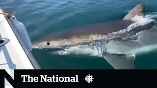#TheMoment a man came face-to-face with a great white shark